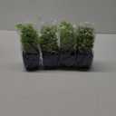 summer flower Set of 4 Fake Plants in Pot Small Artificial Eucalyptus Potted Plant Mini Wheat Grass Ferns Faux Greenery for Home Indoor Office Table Bathroom Farmhouse Decorations Blue
