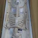 breesky Scientifc Human Skeleton Model for Anatomy, 33.4 Skeleton Model with Metal Stand, Removable Arms&Legs for Student to Study Human Skeleton Anatomy System, Halloween Decor, Manual Included (33.4 Inches Human Skeleton Model)