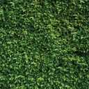 SJOLOON 7X5ft Green Leaves Backdrop Greenery Backdrop Natural Green Lawn Party Photography Birthday Newborn Baby Lover Wedding Photo Studio Props 10923