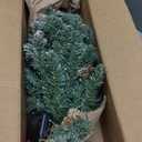 2 ft Mini Christmas Trees with Red Bow Base, 25 F5 LED Lights, 24" Decorated Burlap Artificial Tabletop Christmas Trees with Flocked Pine Cone