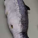 OUKEYI 31.5“Simulation Fish Plush Toy Pillow，Decorate Soft Fish Decorate Pillow Cushion Stuffed Decorate Oversized Pillow Creative Gift Home Decor (Salmon)