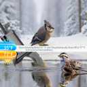 500W Chicken Water Heater with Thermostat,Cast Aluminum Submersible Bird Bath De-Icer for Plastic/Metal Poultry,Power Cord 9.8 Ft,Black