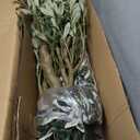 5ft Artificial Olive Tree, Fake Olive Tree with 420 Lifelike Olive Leaves and 30 Fruits, Faux Olive Silk Plants with Natural Wood Trunk in Pot for Living Room Bedroom Office Decor 2packs