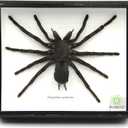 Real Giant Bird Eating Tarantula EURYPEIMA SPINCRUS Spider Taxidermy Transparent Boxed Display (Black Wooden Box)
