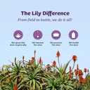 Lily Of The Desert Gelly Moisturizer - 99% Organic Aloe Vera Gel for Skin, After Sun Care with Aloe, Vitamin E Oil, and Vitamin C for Sunburn Relief, 8 Fl Oz (Pack of 2)