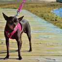 EcoBark Rapid Fastener Super Comfort Fully Adjustable Double Padded Step in Dog Harness (Medium, Pink)