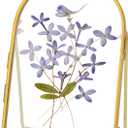 Double Glass Frame for Pressed Flowers Handmade, Metal Floating Picture Frame for Pressed Flower, Tabletop Display, Brass, ArcShaped, Gold, 4x6 inches (FRAME ONLY) (4L" x 6W")