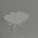 Creative Silicone Molds Wall Hanging Decors Molds Moth Shape Silicone Crafting Molds Silicone Texture for Hand-Making
