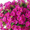 Ivydale Artificial Silk Hanging Plants Flowers Basket for Outdoor Outside Summer Decoration, Fake Faux UV Sun Resistant Look Real Morning Glory Fuchsia for Porch Patio Balcony Home