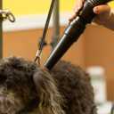 METROVAC MB-3 Air Force Master Blaster Pet Grooming Dryer | High Velocity Dog Hair Blower 8.0 HP Made in USA