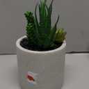 HD Deisigns Faux Succulent Greenery, 6-inch Pot
