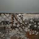 KLAKLA Wall Art for Living Room - White Plum Blossom Brown Trunk Natural Landscape Wall Decor Framed Picture Artwork for Wall Modern Paingings Extra Large Wall Art (48L" x 24W")