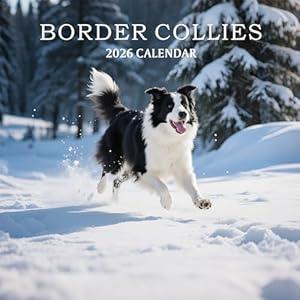 2026 Wall Calendar, Calendar 2026, Border Collies Monthly Wall Calendar (Jan 2026 - Dec 2026) 12" x 24" Opened, Hanging Calendar Thick Paper for Family Adults Kids Office Home