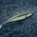 2 x Berkley PowerBait The Champ Minnow Fishing Bait, Green Pumpkin, 2.5in, Irresistible Scent and Flavor, Ideal for Bass and Walleye