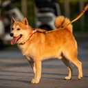 Hyhug Pets Adjustable Martingale Dog Collar with Quick Release Buckle, Colorfast, Heavy Duty, Anti-Escape, Training No Slip Puppy Collar. (Star, Extra Large)