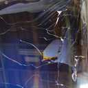 TCL 75 Inch Class T7 Series | 4K QLED HDR | 75T7, 2025 Model | 120HZ-144HZ High Brightness Smart Google TV Dolby Atmos Audio | Voice Remote Alexa Gaming Streaming Television