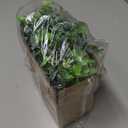 DearHouse Faux Eucalyptus Garland Plant, 2 Pack Artificial Vines Hanging Eucalyptus Leaves Greenery Garland for Wedding Backdrop Arch Wall Decor, 6 Feet/pcs UV Protected Indoor Outdoor