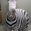 Life Size Cardboard Cutout Standup | Waterproof | Animals - Zebra