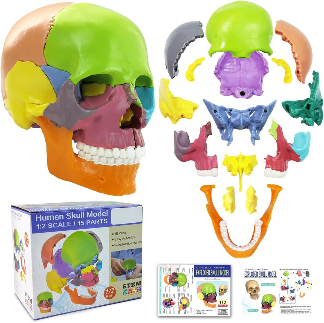 New Anatomy Skull Model 15 Parts Human Anatomy Exploded Skull Detachable Palm-Sized Mini Human Color Medical Skull Model,Medical Dental Clinic Teaching Equipment,Learning with Color Study Manual