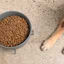 Waggo Simple Solid Dog Bowl and Dog Bowl Stand - Single Iron Stand with Single Ceramic Feeder or Water Bowl (Large, Matte White)