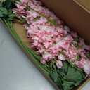 8PCS Faux Pink Delphinium 33.5'' Long Stem Artificial Delphinium Flowers Fake Larkspur Flowers for Home Wedding Garden Table Centerpieces Decor(Gradient Pink)