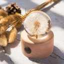 DESHINTKE Real Dandelion Specimen with Wood Round Base Paperweight Desktop Decor Decoration (Style2)