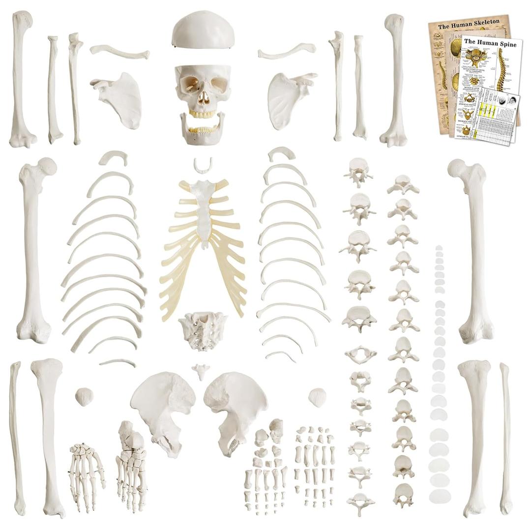 Life-Size 67" Unarticulated Human Skeleton Model