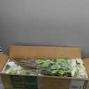 Artificial Camellia Tree 3.3 FT 2 Pack, Christmas Decor Fake Camellia Plant with Blooming Flowers&Natural Wood Trunk, Greenery Faux Potted Plant for Home Office Winter Indoor (White, 3.3FT)