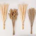 Natural Dried Pampas Grass Decor, Beige Pampas Grass, Bunny Tails Dried Flowers, Reed Grass Bouquet for Wedding Boho Flowers Home Table Decor, Rustic Farmhouse Party (100 in Total )