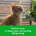 Greenies Feline Smartbites Healthy Kitten Treats, Crunchy and Soft Natural Cat Treats, Chicken Flavor, 16 oz Tub (1 Pound (Pack of 1))