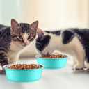 8 Pcs Hammered Stainless Steel Dog Bowls 2 Cup/16 oz, 5.5 Dia Metal Pet Food and Water Bowls Bulk Thickened Durable Replacement Dish for Small Medium Large Dog (Mint Green)