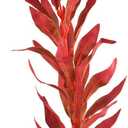Underwater Treasures Silk Red Hygro - 20"