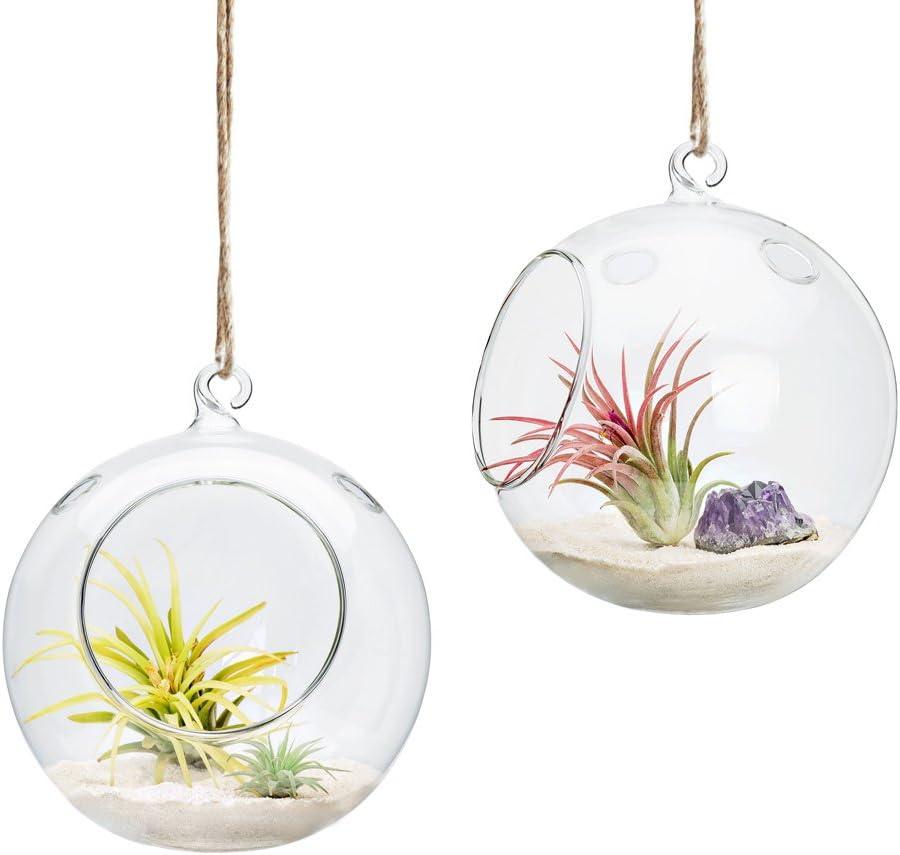 Mkono 2 Packs 6-Inch Round Hanging Glass Planter Air Plant Terrarium Globe for Succulent, Tillandsia, Gifts for Plant Lovers Thanksgiving Christmas Home Decor (Plant Not Included)