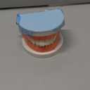 Dental Teeth Model, Standard Teeth Model, Denture Mouth Model Demonstration for Kids Dental Teaching Study Supplies