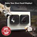Beast Fossil Dig Kit Excavate Life-Sized Wolf Claw & Eagle Claw Replicas STEM Authenticated Science Kit for Kids Educational Gift for Boys & Girls Ages 6+