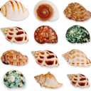 12PCS Natural Hermit Crabs Shell Sea Conch 1.6"-4.3" Large Sizes 9 Types Seashells Turbo for Hermit Crabs Natural Shells Hut for Fish Tank Decor Hide Reptile Hideouts Crustaceans Terrarium Decoration