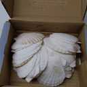 30 PCS Scallop Shells 2-3 Inch Natural White Sea Shells from Sea Beach for DIY Craft Home Decor