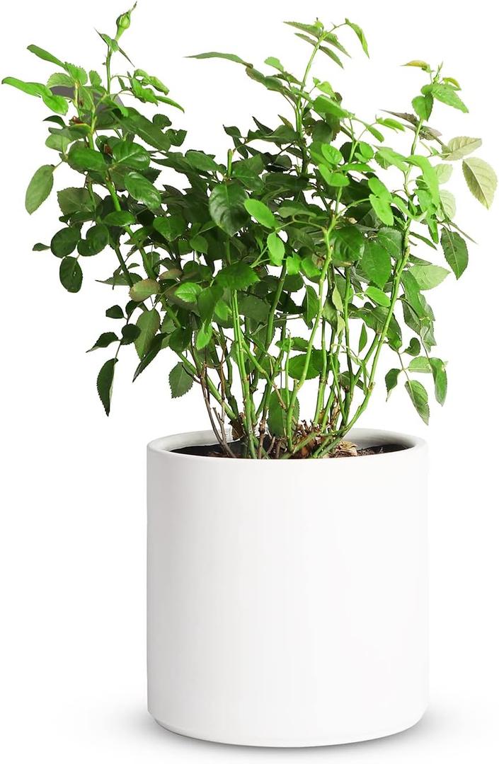 Mozing Ceramic Plant Pots Indoor - Garden Planter Pot for Planting - Modern Flower Pots with Drainage Hole for Home & Office Decor (8x8 inch, White) (8x8 inch, White)