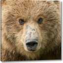 Bear Life I by PHBurchett 24" x 24" Gallery Wrapped Canvas Wall Art Print - Ready to Hang