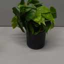 JPSOR Artificial Indoor Plants for Home Decor, 12 inches Pothos in Black Ceramic Pot with Iron Wire, 1 Count