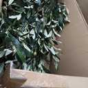 VeriNatural Artificial Olive Tree 7FT Faux Plant Home Decor - Large White Pot with Lifelike Silk Leaves, UV Resistant & No Maintenance - Indoor Outdoor Fake Tree for Modern Office Living Room,VN164