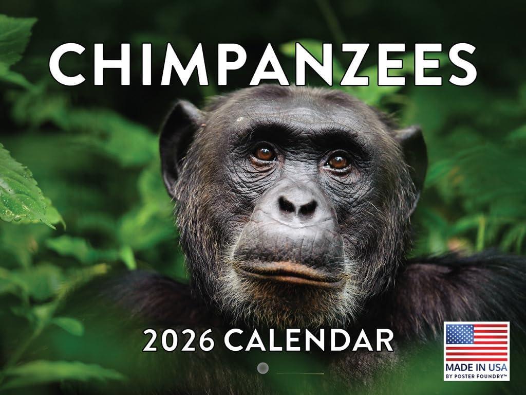 Chimpanzee Calendar 2026 Monthly Wall Calender 12 Month Chimpanzees Gifts For Chim Lovers For Woman Man| American Made In The USA
