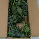 Hollyone 2pcs Artificial Hanging Plants 24" Fake Ivy Vine Faux Ivy Leaves Hanging Plant Greenery for Wall House Room Patio Indoor Outdoor Home Shelf Office Wedding Decor