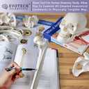 Evotech Disarticulated Human Skeleton Model For Anatomy 67 inch High, Full Size Skeleton Models with Skull, Spine, Bones, Articulated Hand & Foot, for Anatomy Medical Learning