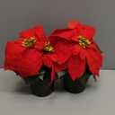 Poinsettias Flowers Artificial 2 Pack Red Faux Christmas Poinsettia Plant Small 11 Inch Winter Flowers for Home Office Table Decorations Indoor Xmas Ornament