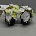 WOBUBU Mini Poinsettias Artificial Plants 2 Pack 9" Faux Small Christmas Flowers in Pot for Home Office Tabletop Indoor Christmas Decorations White