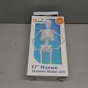 Human Skeleton Model for Anatomy: 17"H Mini Human Body Model with Movable Arms, Legs & Sturdy Stand, Scientific Bone Model for Teaching & Simpl Display