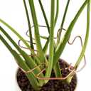 2 x 6PCS Monstera Plant Stem Support, Monstera Stabilizer Grapple Holder Unique Design for Turtle Shell Bamboo Clamp Set, Ideal Plant Support Stakes for Thriving Growth Indoor Climbing Plant (Copper)