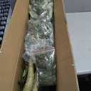 Olive Tree 6ft, Artificial Olive Tree with White Pot, Fake Tree with 1296 Dense Leaves & 72 High-Simulated Olive Fruits - Easy Assembly, Low Maintenance (Olive Tree 6ft)