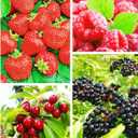 Berry Seeds Variety Pack, 310 Seeds Total, Non-GMO Strawberry, Raspberry, Elderberry, Cherry Mix for Home Garden, Easy to Plant